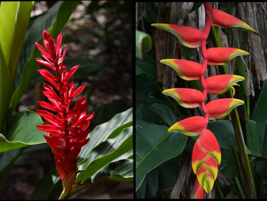 fleur de polynesie
